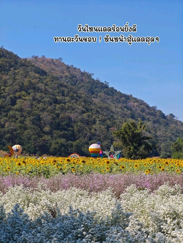 ทานตะวันบานแล้วจ้าาาา 🌻