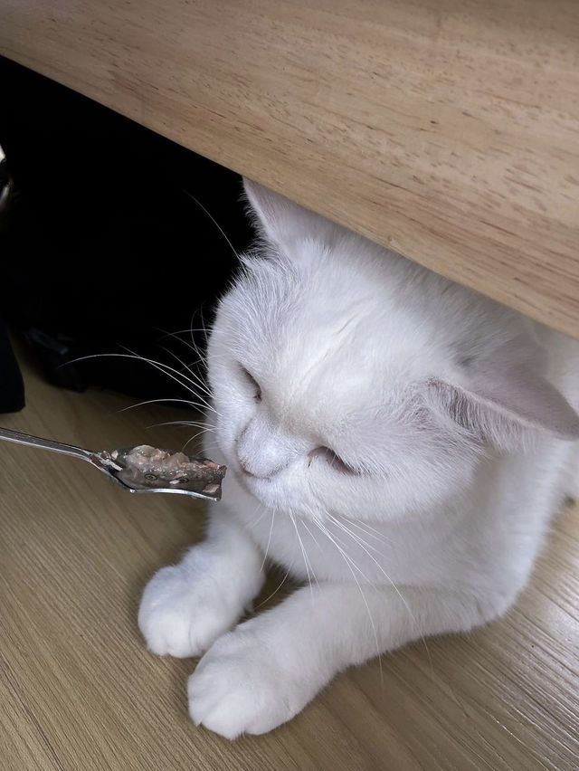 Catsmile Cafe🐈