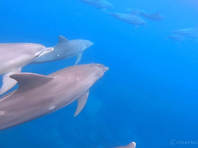 【東京離島】ドルフィンスイムの聖地！絶海の孤島「御蔵島」