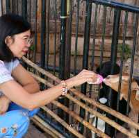 Sabaydee Cafe & Farm I สบายดี คาเฟ่ & ฟาร์ม