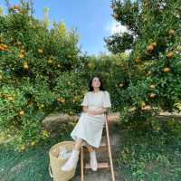 วิวดี ผลไม้หวาน ถ่ายรูปฟิน ที่จินจู 🍊🍊🍊