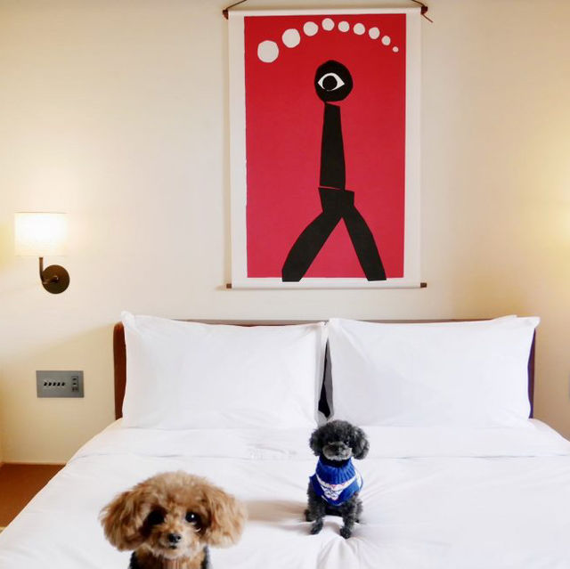 【愛犬と京都旅行】エースホテルにわんこと宿泊