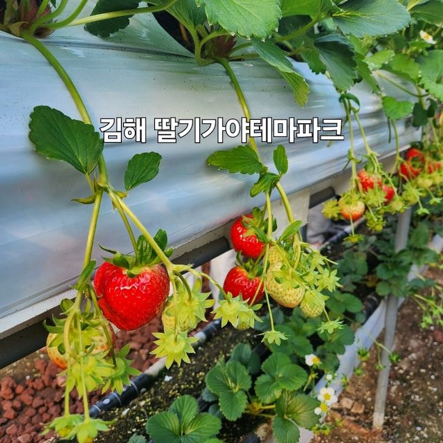 김해 가야딸기테마파크 : 체험이 가득한 곳