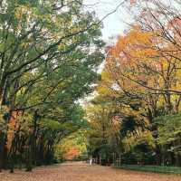 Shimogamo Shrine