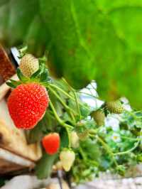 Harada Farm 🍓