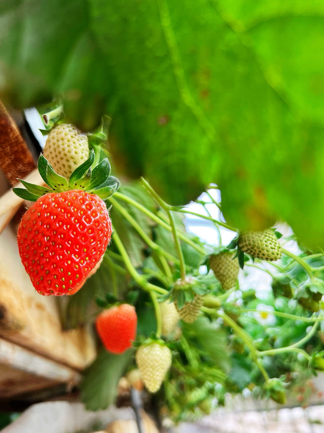 Harada Farm 🍓
