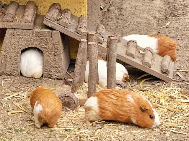 台南頑皮世界動物園｜可愛水豚 沙漠狐狸 長頸鹿