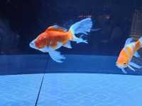 【すみだ水族館】