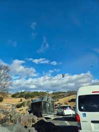 Kyushu Wildlife African Safari 🐆🐃🦬🦌🦓🐘🦒
