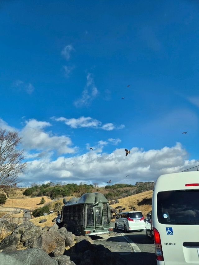 Kyushu Wildlife African Safari 🐆🐃🦬🦌🦓🐘🦒