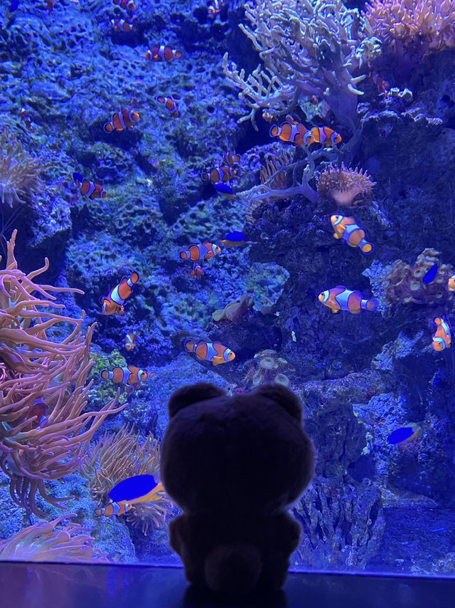 🇸🇬 S.E.A. Aquarium 🫧🪼🐠