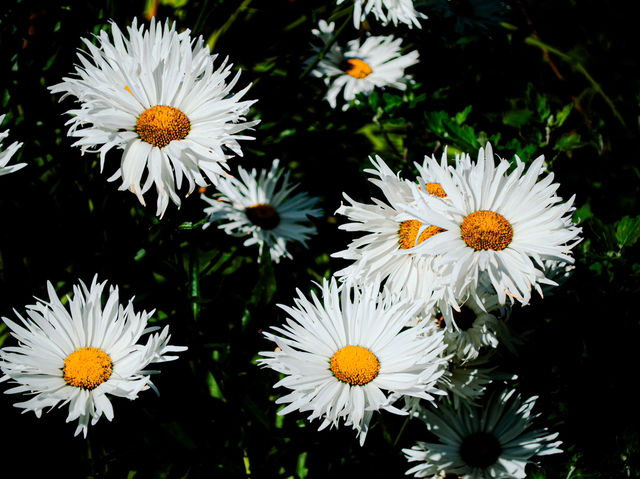 Geelong Botanical Gardens: An Oasis of Beauty