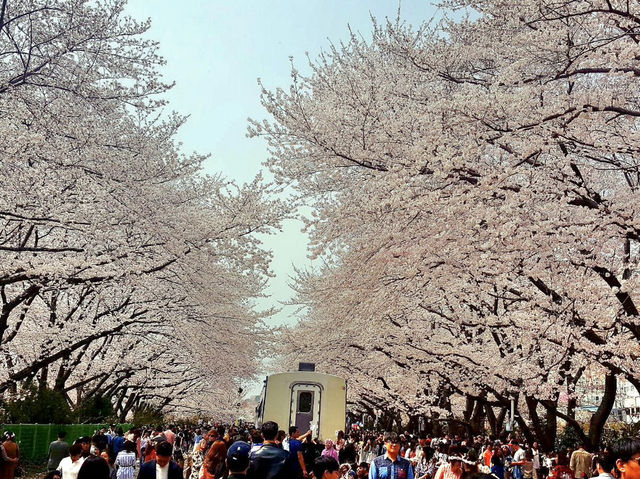 🇰🇷 釜山必去的鐵路賞櫻景點🌸