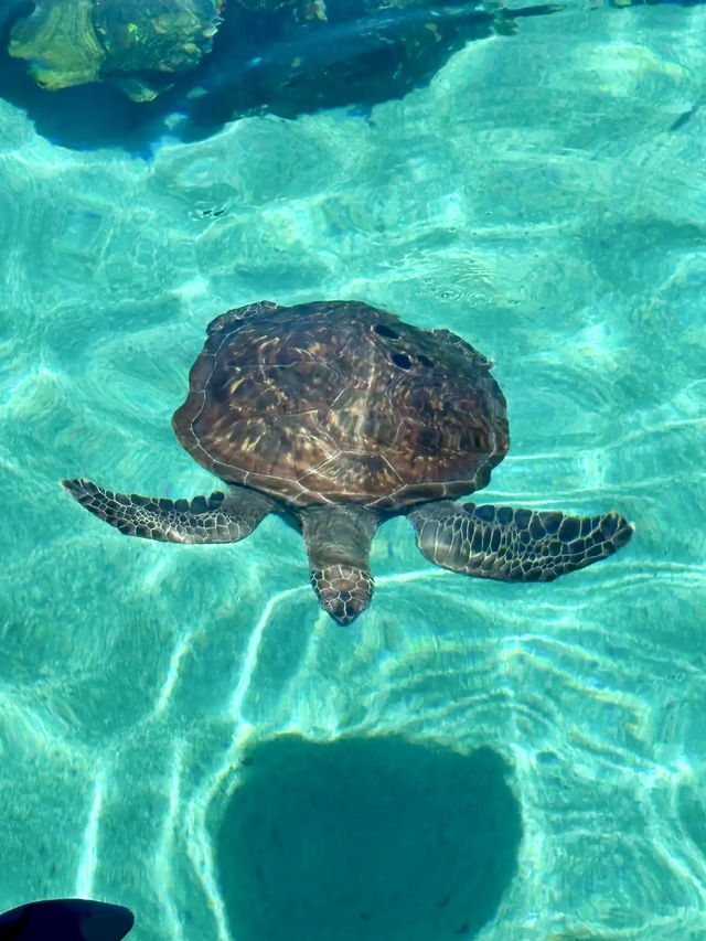 Sea World