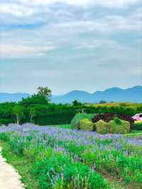 สวนดอกไม้เมืองกาญ สไตล์เกาหลี 🇰🇷