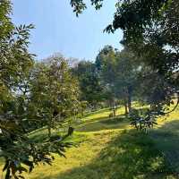 หลงสวน ณ ลับแล [คาเฟ่สวนทุเรียน] 
