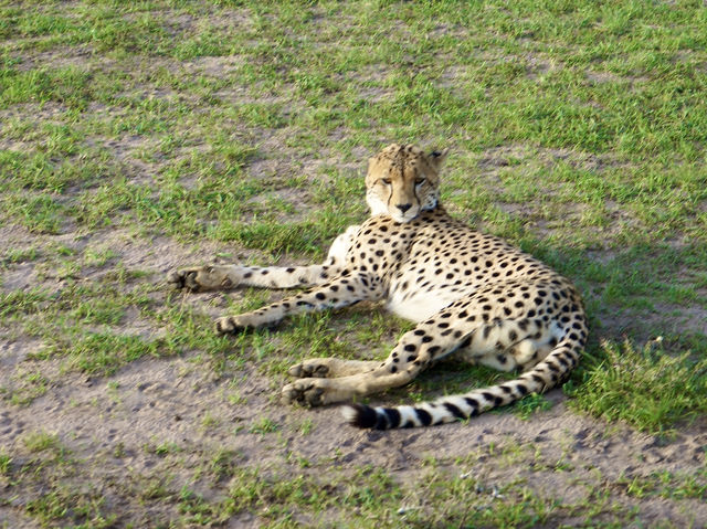 Unforgettable 3-Day Safari in Maasai Mara🦁