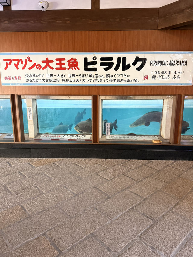 【別府】ココだけ！温泉蒸気熱を利用した「熱帯魚館」がある地獄♨️