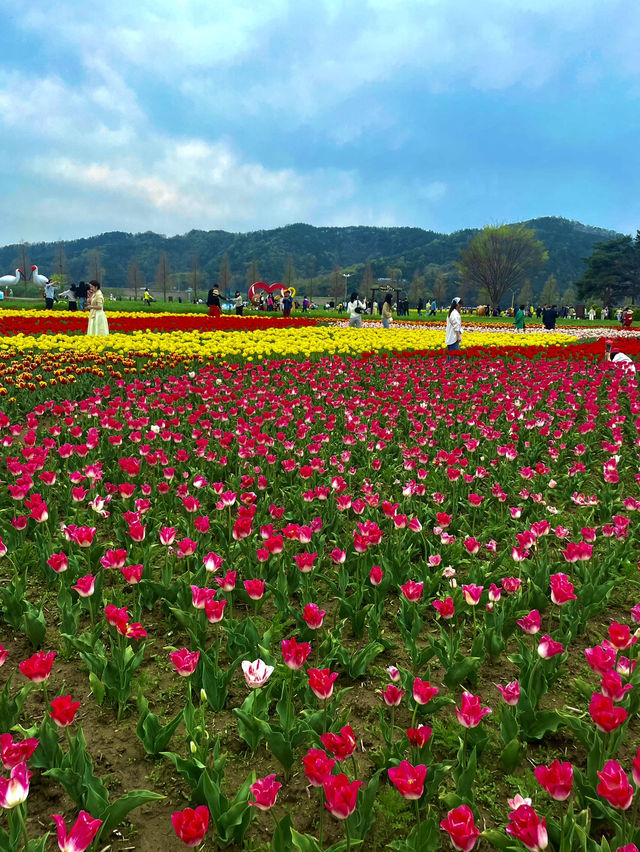 창녕 꽃구경 핫플🌸🌼🌷