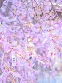 【東京】都会の隠れ家で早咲きの桜を愛でる🥰河津桜で春の訪れを感じよう🌸周辺観光情報付き