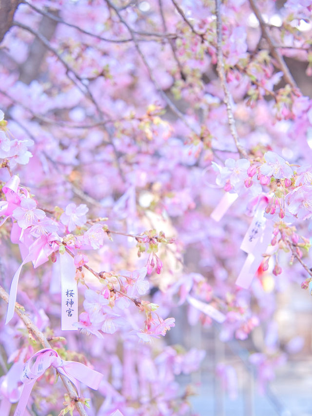 【東京】都会の隠れ家で早咲きの桜を愛でる🥰河津桜で春の訪れを感じよう🌸周辺観光情報付き