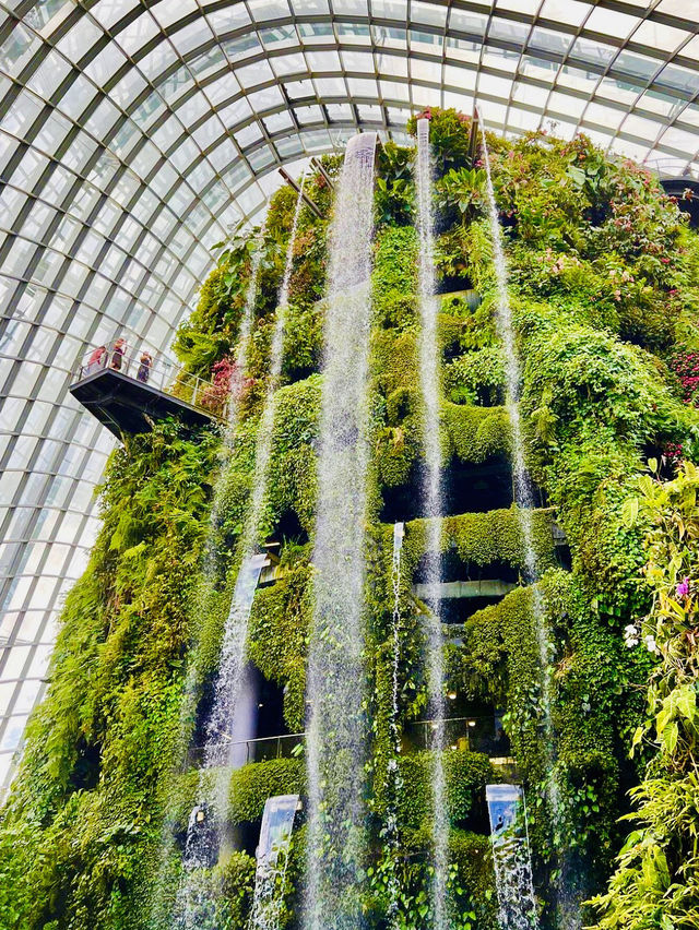 Enter a Mystical Realm at Cloud Forest