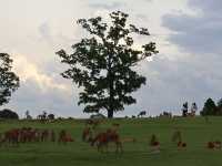 Meet Nara’s Friendly Deer at Nara Park