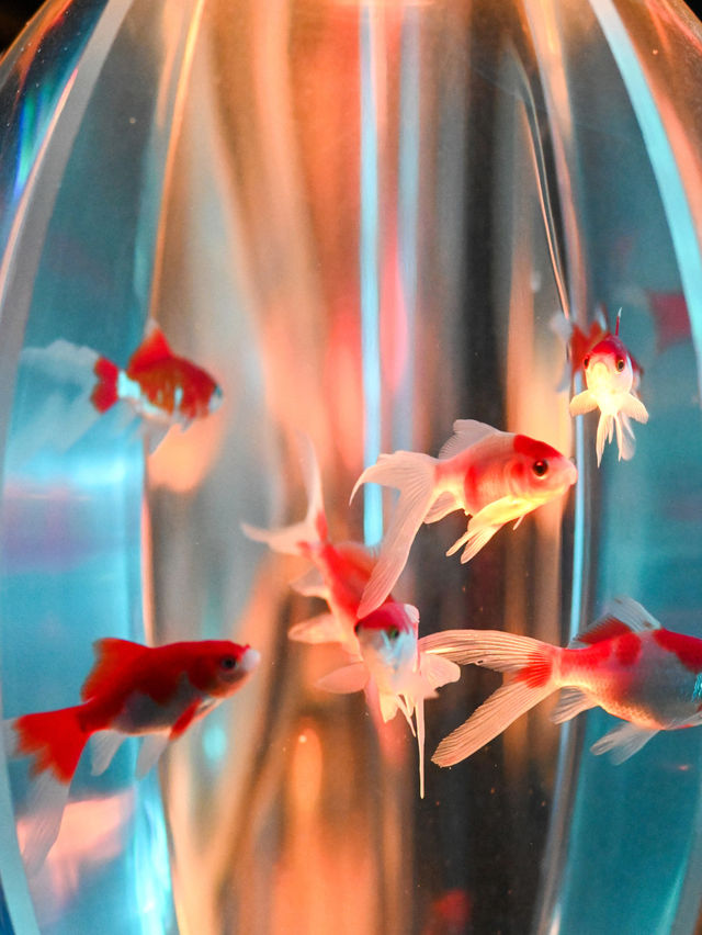【銀座】金魚×桜🌸銀座でお花見はどう？