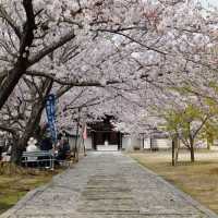 ～中村公園～櫻花下的浪漫～