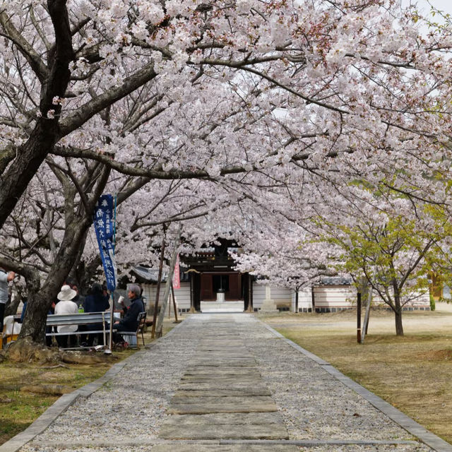 ～中村公園～櫻花下的浪漫～