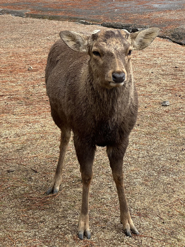 Nara: Japan’s Ancient Capital of Temples, Deer, and Timeless Beauty