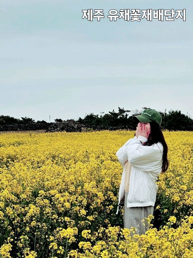 제주도 노란 물결 유채꽃 명소 모음.zip