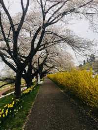 宮城縣-白石川堤一目千本櫻
