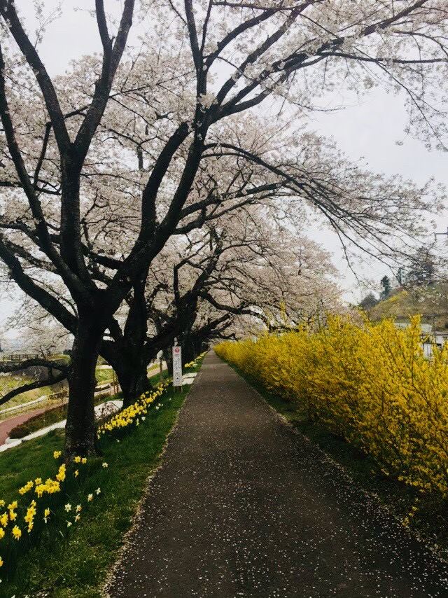 宮城縣-白石川堤一目千本櫻