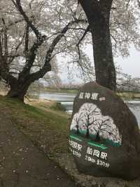 宮城縣-白石川堤一目千本櫻