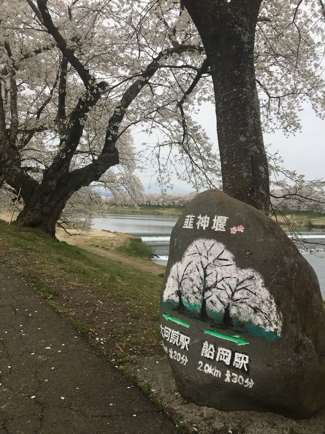 宮城縣-白石川堤一目千本櫻
