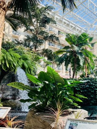 Springtime Bliss at Gaylord Palms Resort, Florida