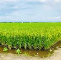 “Spring Escape: Sekinchan Green Paddy”