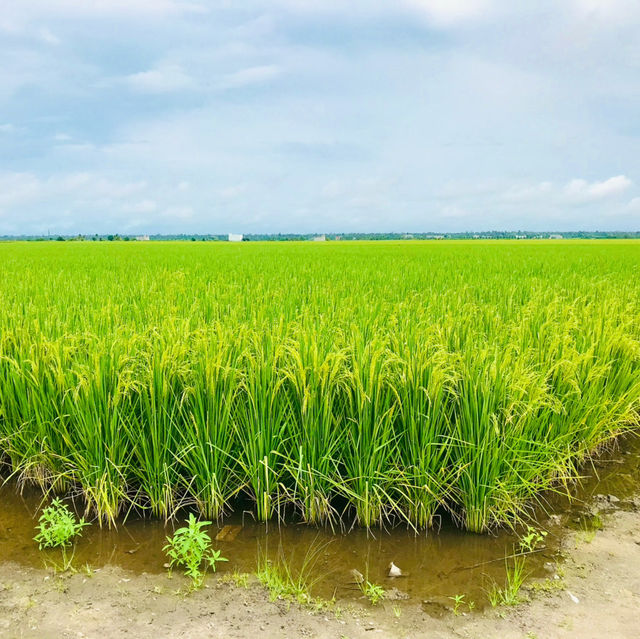 “Spring Escape: Sekinchan Green Paddy”