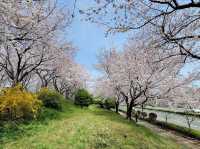 🌸 **釜山洛東堤防櫻花路遊覽觀賞分享** 🌸