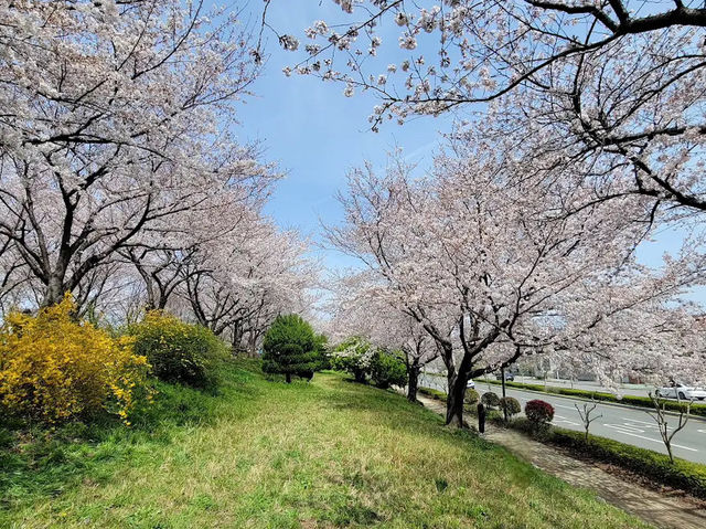🌸 **釜山洛東堤防櫻花路遊覽觀賞分享** 🌸