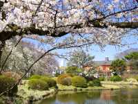 【東京】東大の附属施設でお花見！「小石川植物園」