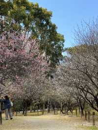 廣島｜泉水屋敷到縮景園 經過原爆悲劇後重現400年前庭園