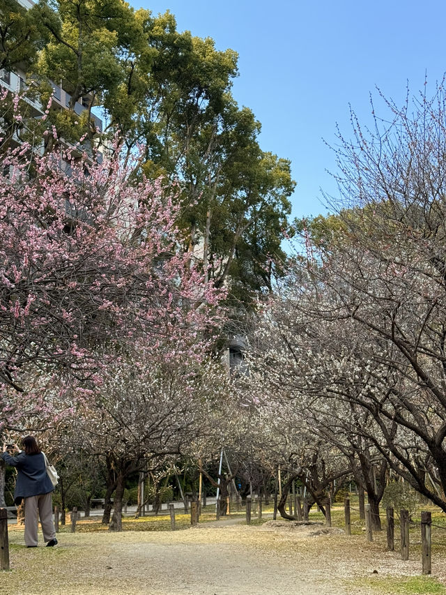 廣島｜泉水屋敷到縮景園 經過原爆悲劇後重現400年前庭園