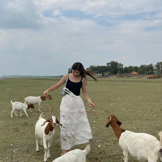 ฮีลใจในวันหยุด ทุ่งหญ้าท้ายเขื่อนป่าสัก 🐑