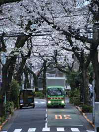 【東京】行かなきゃそんな‼️桜のトンネルを歩こう🚶‍♀️※周辺観光情報付き