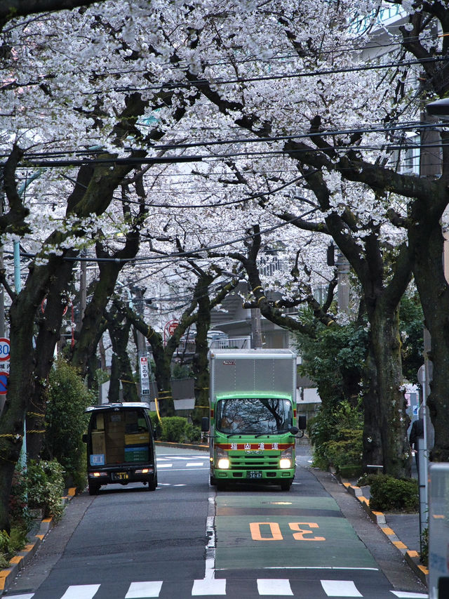 【東京】行かなきゃそんな‼️桜のトンネルを歩こう🚶‍♀️※周辺観光情報付き