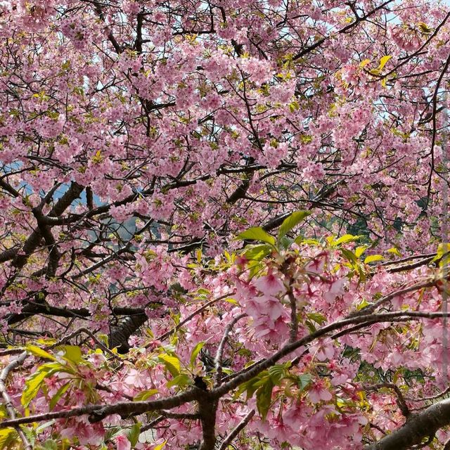 Kawazu, Shizuoka Prefecture