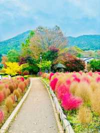 【日本山梨】河口湖大石公園：四季分明的自然美景