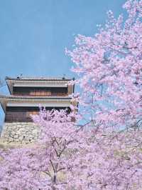 【長野】行かなきゃ損‼️桜と城の絶景🏯濃いピンクの桜ココ🌸